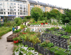 Ein Gemeinschaftsgarten aus mehreren Hochbeeten mitten in der Stadt. Im Vordergrund sind zahlreiche Hochbeete und viel Grün zu sehen. Im Hintergrund befinden sich Mehrfamilienhäuser und Geschäfte.