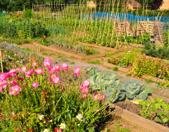 Ein Bild eines Kleingartens. Zu sehen sind Blumen und Obst- und Gemüsebeete.
