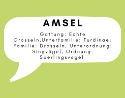 In einer weißen Sprechblase auf grünem Hintergrund steht: Heinrich Böll. Schriftsteller und Nobelpreisträger.